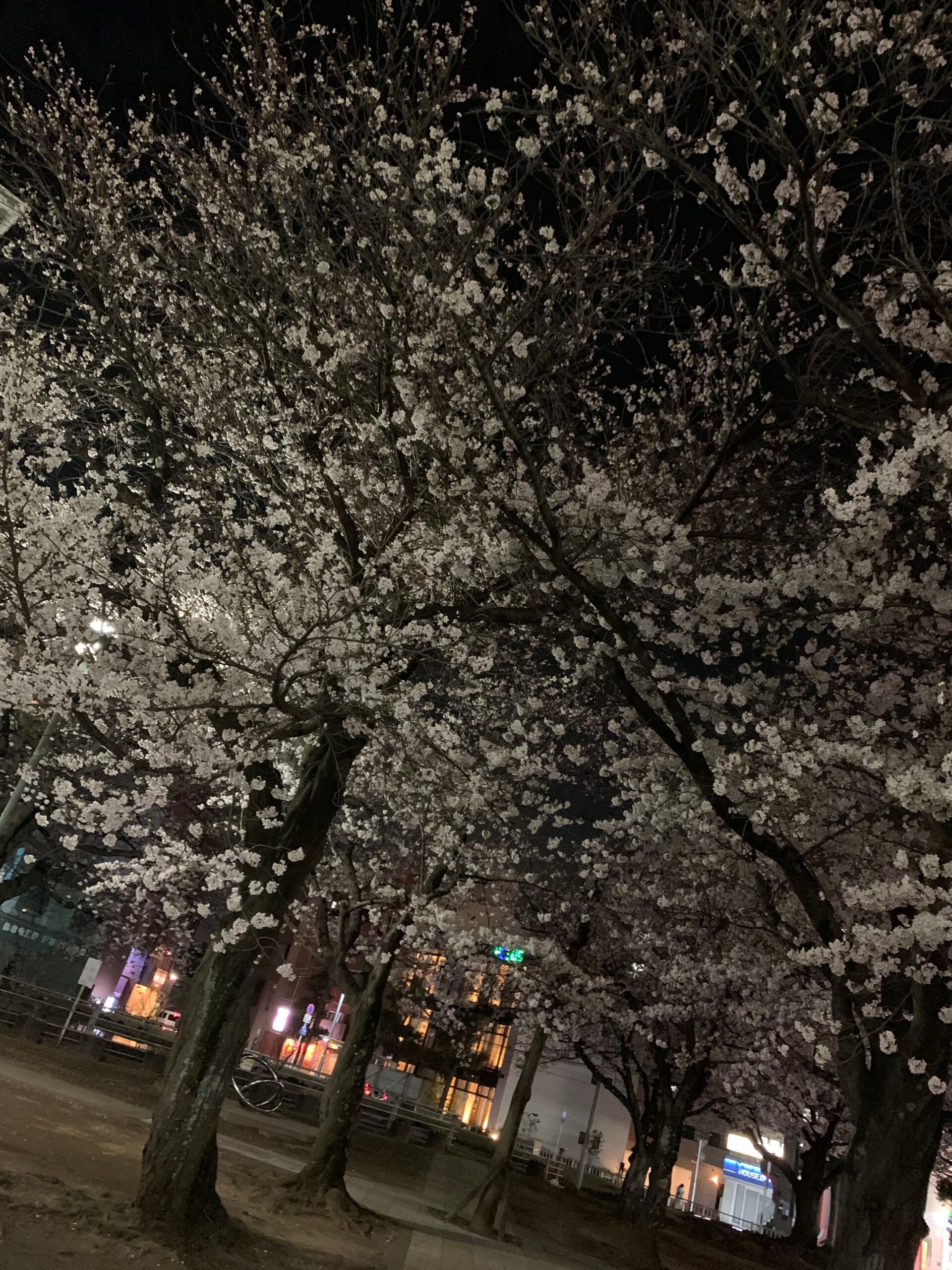 🌟夜桜を見ながら…🌸
